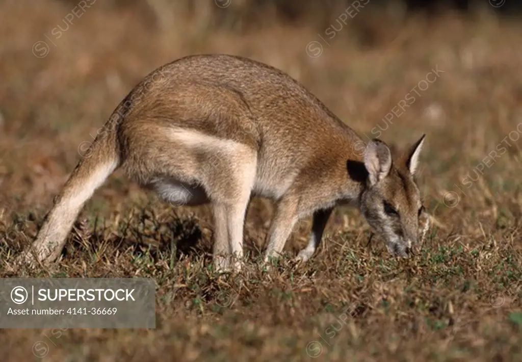 agile wallaby grazing macropus agilis kakadu national park, northern territory, australia 