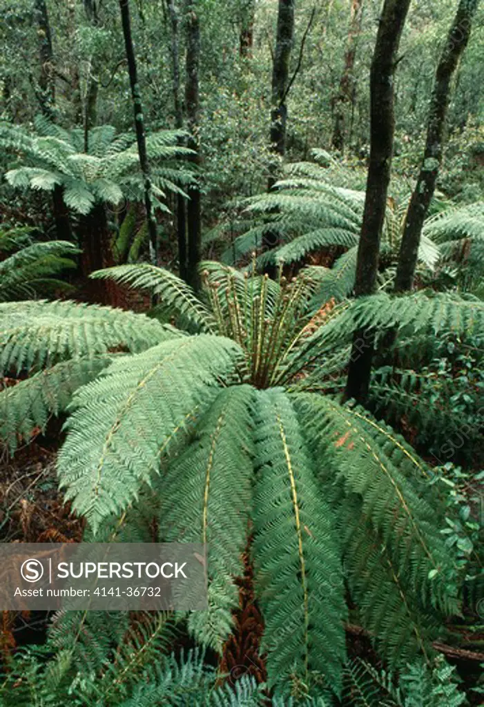 tree ferns grampians national park, victoria, south eastern australia 