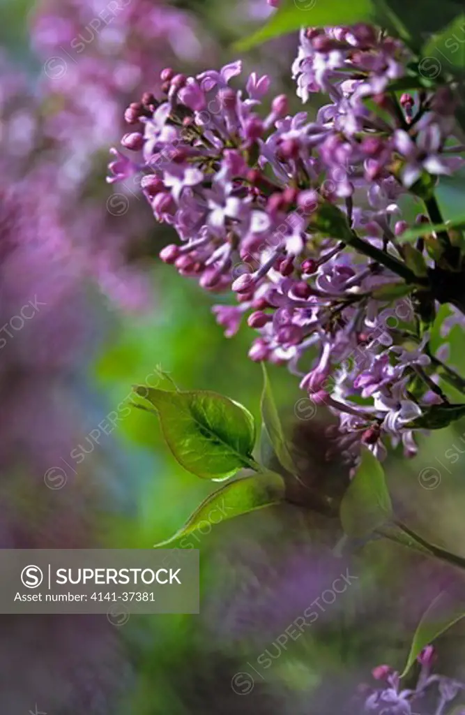 syringa oblata (lilac). purple/pink flower.