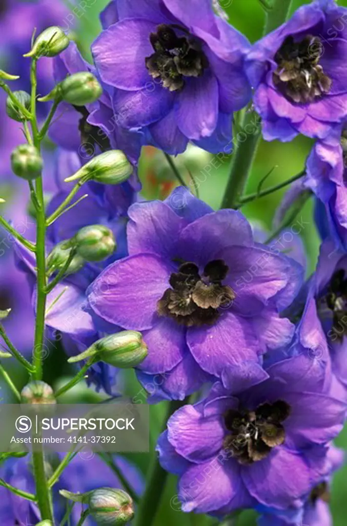 delphinium (elatum group)