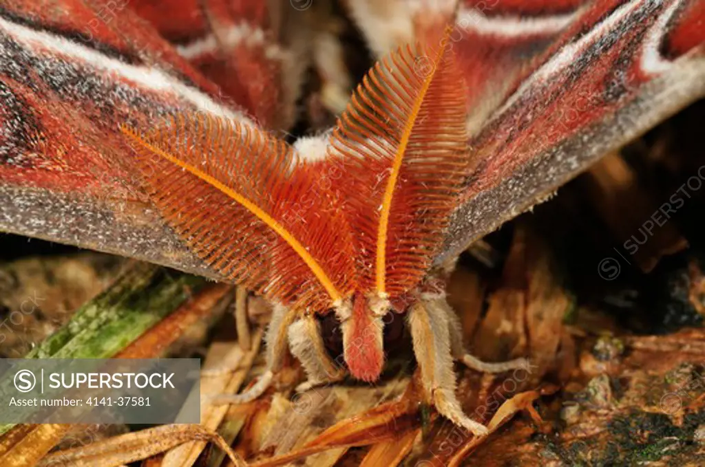 atlas moth attacus atlas head detail showing feathered antennae, danum valley, sabah, borneo, malaysia