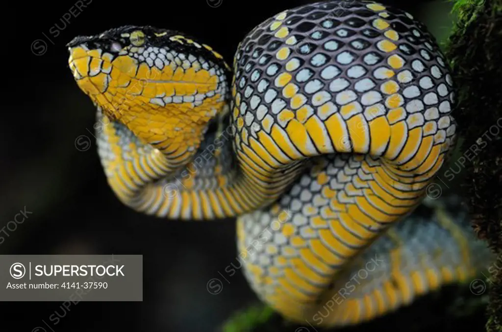 wagler's or temple pit viper tropidolaemus wagleri, a tropical arboreal venomous crotalid, cameron highlands, west malaysia