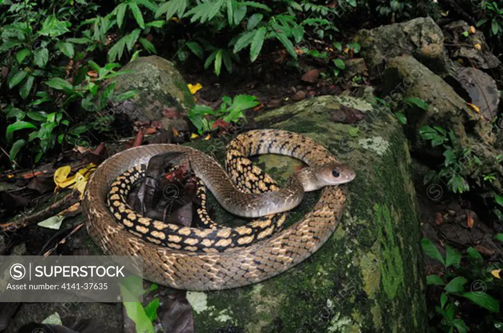 keeled rat snake ptyas carinatus, a large, very fast and aggressive colubrid which inhabits the lowland forests of southeast asia. pulau tioman, south china sea, malaysia