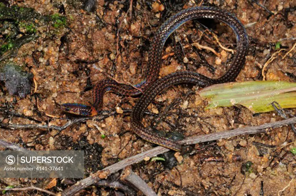 collared reed snake calamaria pavimentata, a tiny and rarely observed, secretive species with a strongly iridescent sheen living in forest litter from japan to malaysia. pulau tioman, south china sea, malaysia