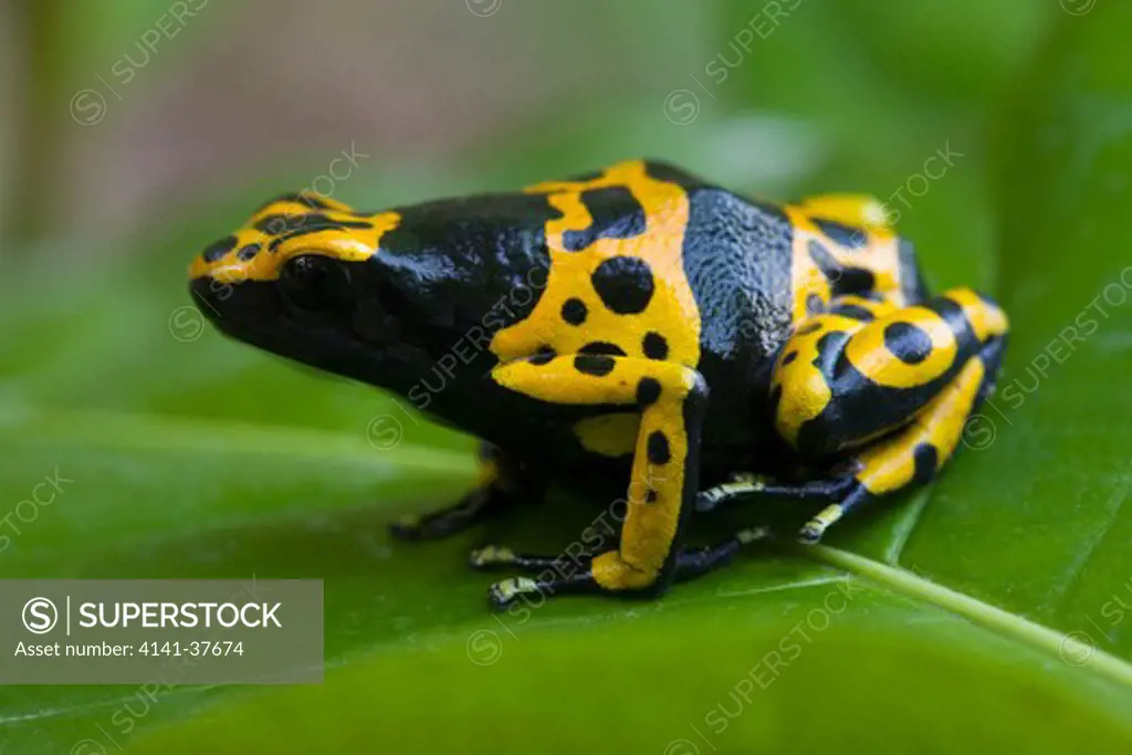 yellow-banded poison frog (dendrobates leucomelas) lowland rainforest, surama, guyana. date: 10.11.2008 ref: zb385_124069_0033 compulsory credit: nhpa/photoshot