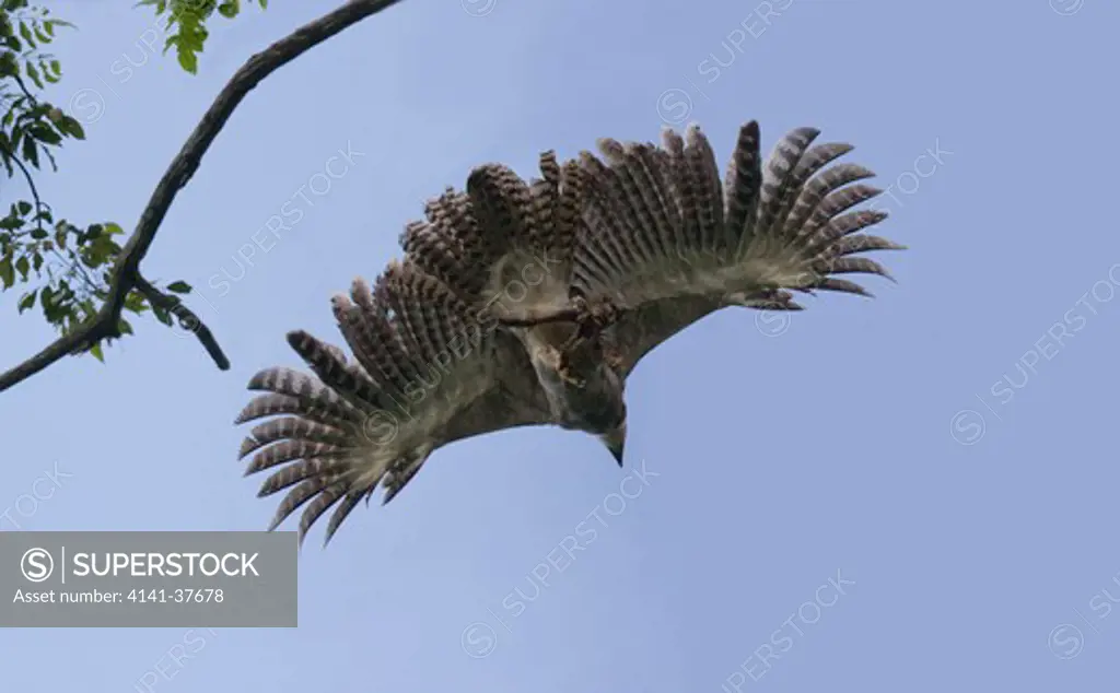 Harpy Eagle carrying prey