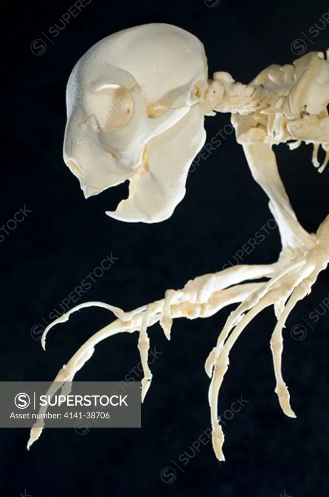 aye-aye (daubentonia madagascariensis) skeleton, showing skull and hands in detail. endemic to madagascar. photographed at durrell wildlife conservation trust, jersey, uk. date: 12.12.2008 ref: zb761_126201_0055 compulsory credit: nhpa/photoshot