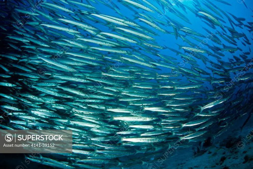 shoal of barracuda, sphyraena lucasana, sea of cortez, baja california, mexico, east pacific ocean date: 24.06.08 ref: zb777_115632_0041 compulsory credit: oceans-image/photoshot 