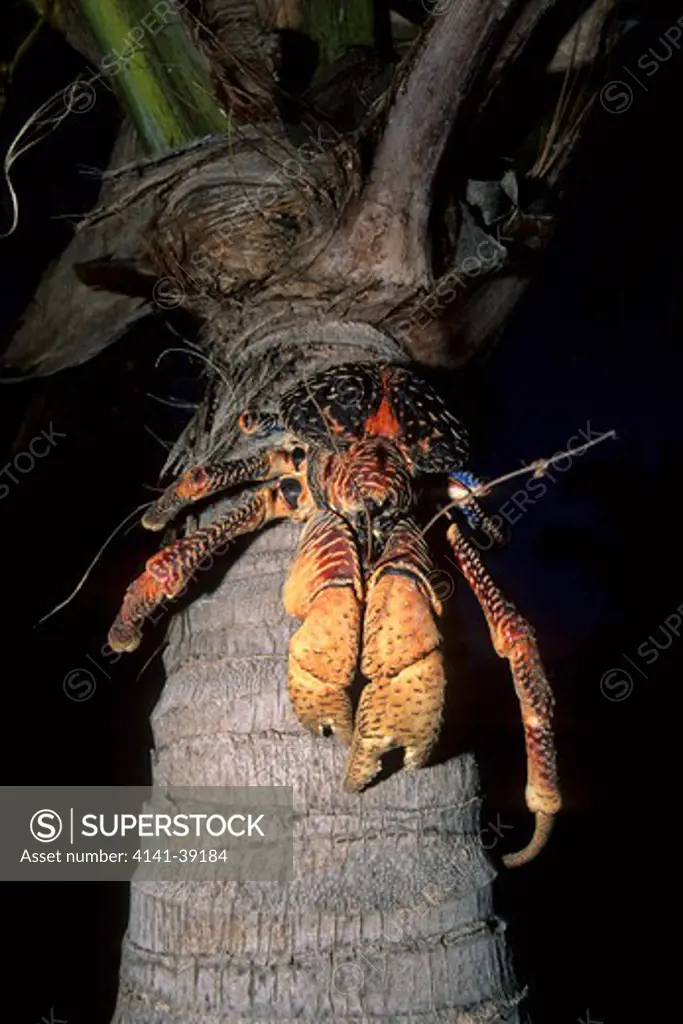 coconut crab on a palm, birgus latro, aldabra atoll, natural world heritage site, seychelles, indian ocean date: 24.06.08 ref: zb777_115635_0023 compulsory credit: woodfall wild images/photoshot 