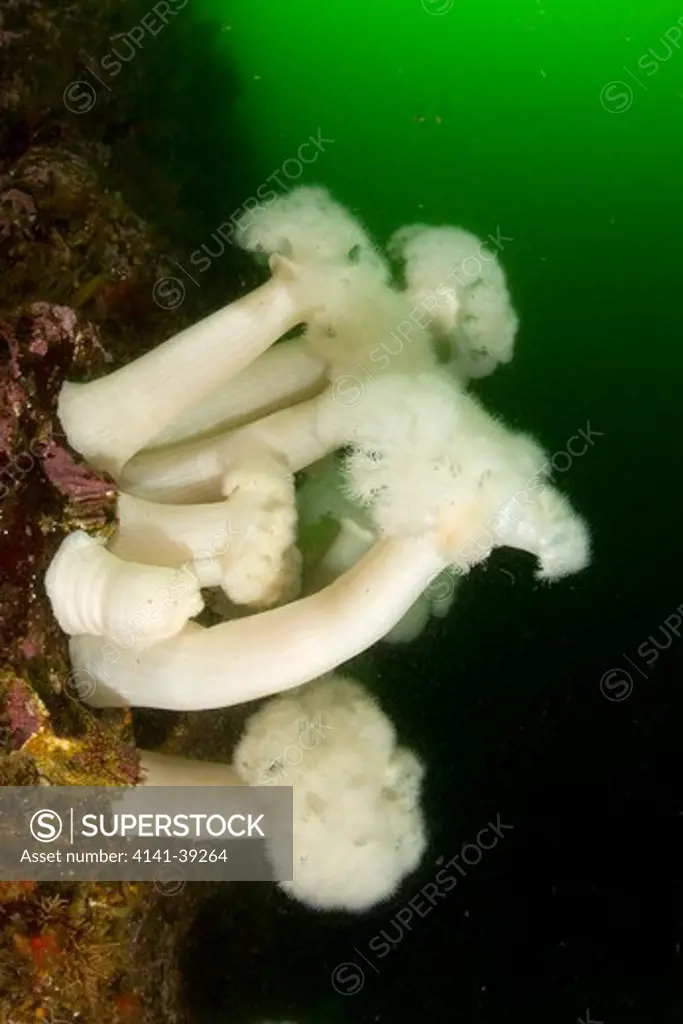 white-plumed anemone, metridium senile, vancouver island, british columbia, canada, pacific ocean date: 22.07.08 ref: zb777_117075_0002 compulsory credit: oceans-image/photoshot 