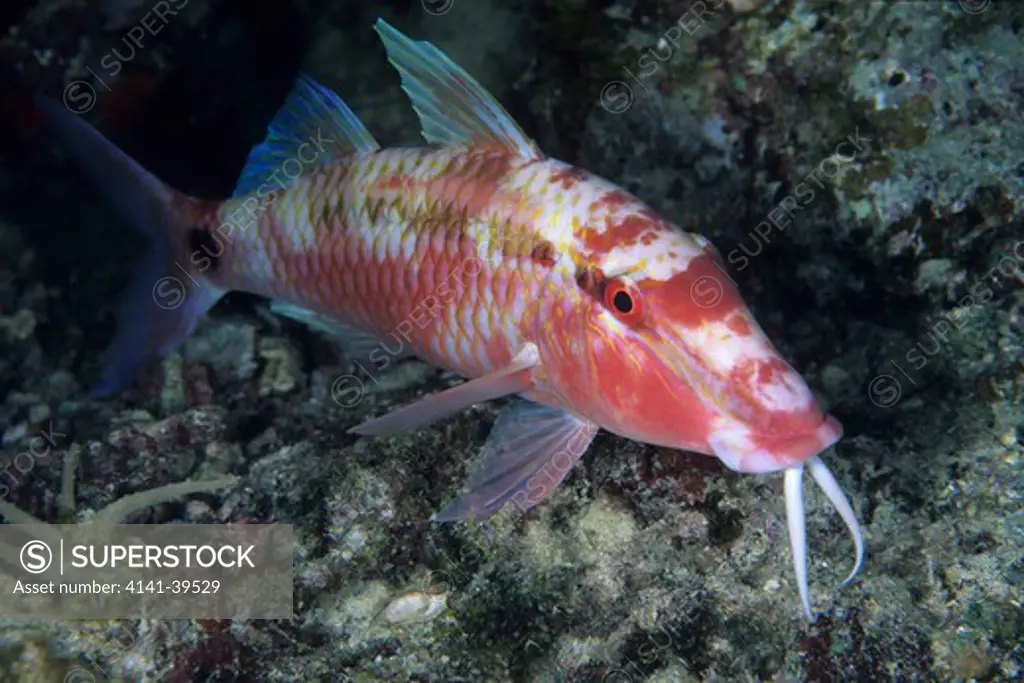 long-barbel goatfish, parupeneus macronema, komodo archipelago islands, komodo national park, indonesia, pacific ocean date: 23.07.08 ref: zb777_117122_0041 compulsory credit: oceans-image/photoshot 