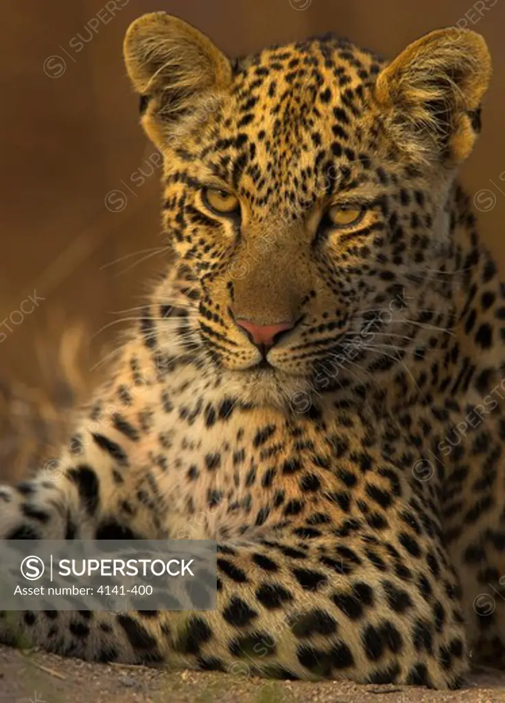 african leopard close up panthera pardus south africa.