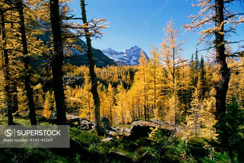 subalpine larch trees (larix lyallii), opabin plateau, yoho national park, british columbia, canada.