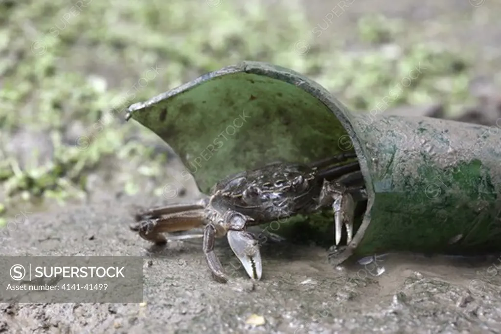 chinese mitten crab, eriocheir sinensis, river thames, london, invasive species.