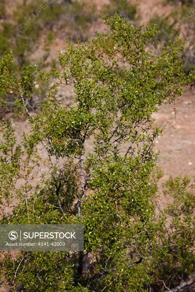 creosote bush, larrea tridentata, arizona, usa