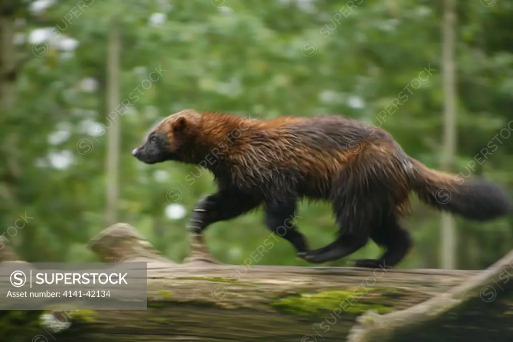 european wolverine (gulo gulo) running date: 12.12.2008 ref: zb829_126210_0027 compulsory credit: nhpa/photoshot