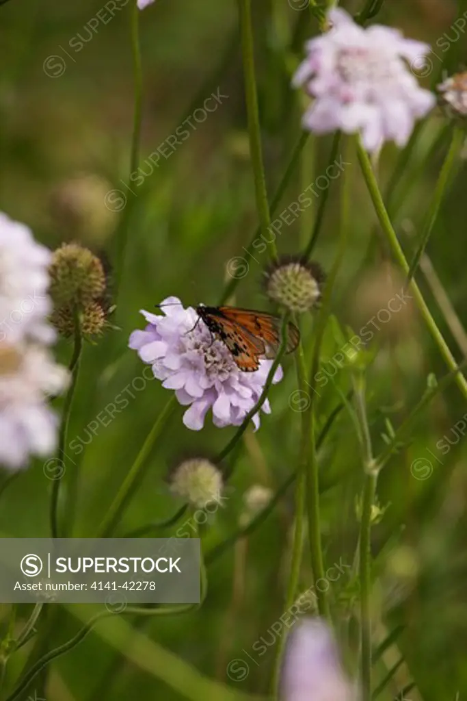 common scabious (scabiosa incisa) with garden acrea (acraea horta);; family: dipsacaceae