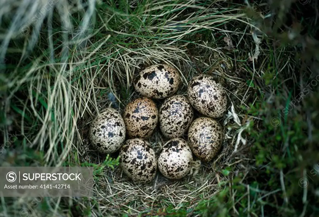 red grouse eggs (lagopus lagopus) scotland