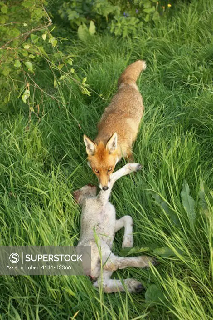 red fox feeding on dead lamb. vulpes vulpes england. may. date: 23.10.2008 ref: zb849_122726_0108 compulsory credit: woodfall wild images/photoshot 