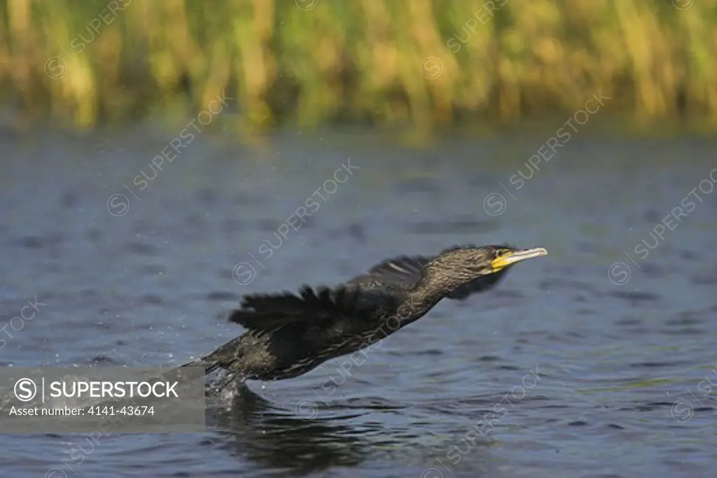 eurasian cormorant (phalacrocorax carbo) in the danube delta, starting our of water europe, eastern europe, romania, danube delta, 2006