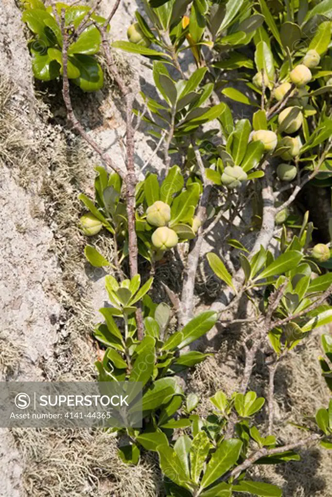 pittosporum growing in rock crevice showing fruiting bodies, st mary's isles of scilly, uk date: 15.10.2008 ref: zb869_126376_0005 compulsory credit: nhpa/photoshot 