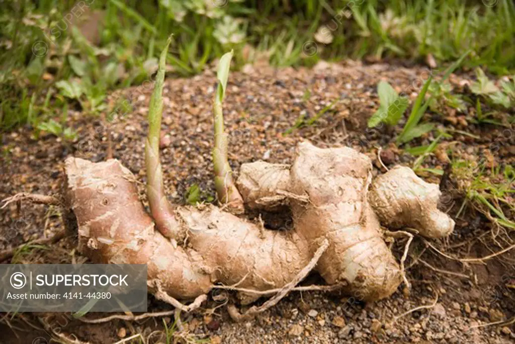 plant, kahili ginger (hedychium gardnerianum) root tubers of invasive species, , san miguel, azores date: 15.10.2008 ref: zb869_126376_0020 compulsory credit: nhpa/photoshot 