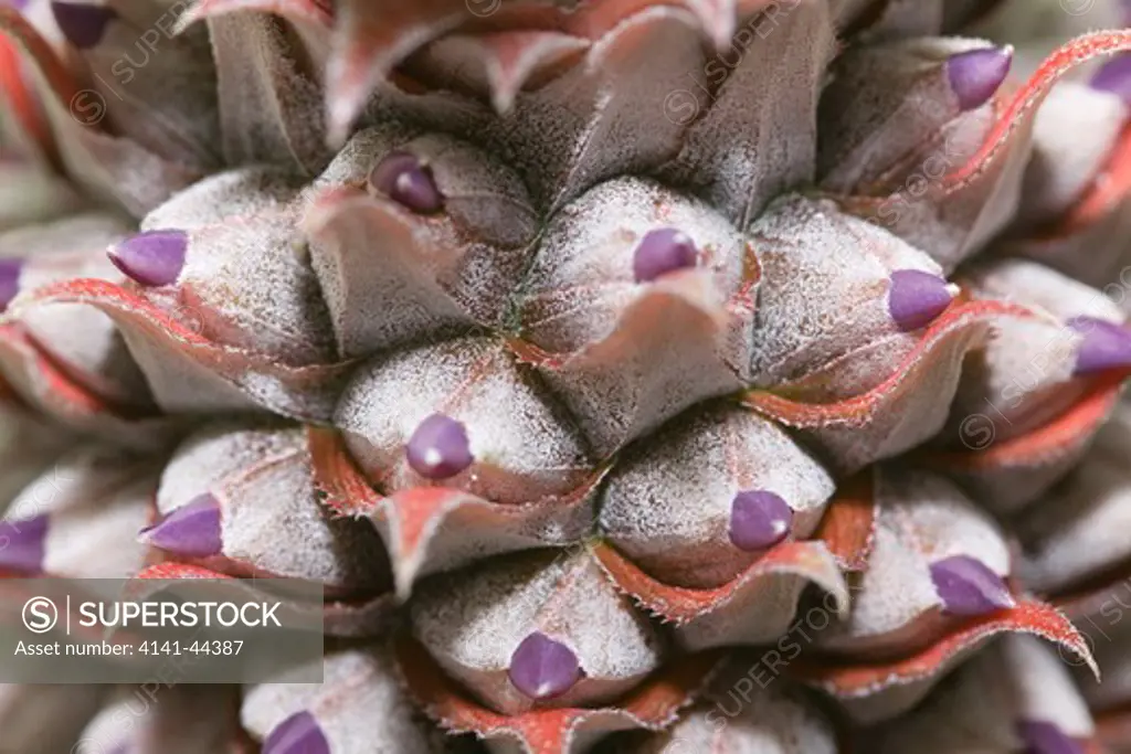 fruit, pineapple close up of flower buds, , san miguel, azores date: 15.10.2008 ref: zb869_126376_0027 compulsory credit: nhpa/photoshot 