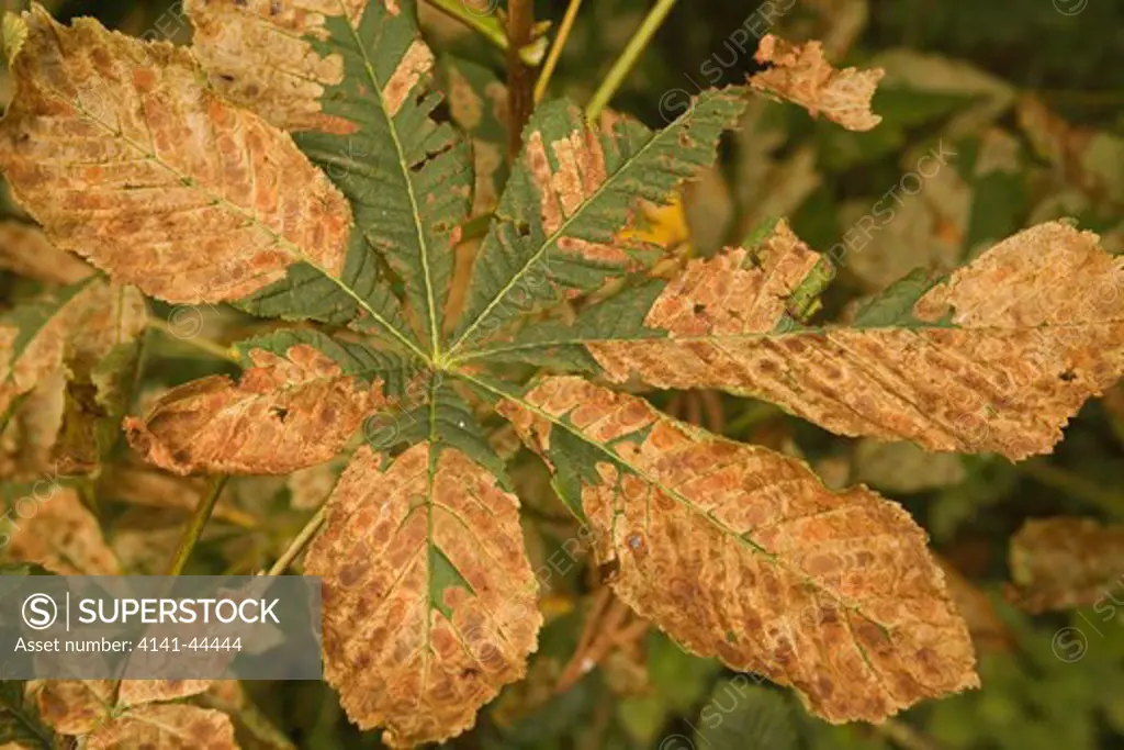 disease horse chestnut (aesculus hippocastanum) close view of leaf showing brown mosaic pattern due to horse chestnut leaf miner (cameraria ohridella) christ's pieces, cambridge