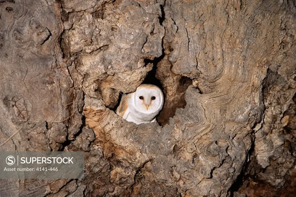 barn owl tyto alba in nest hole in old oak tree uk.