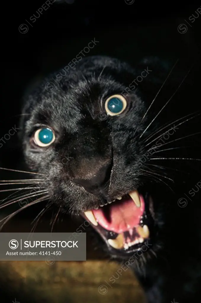 black panther snarling panthera pardus usa.