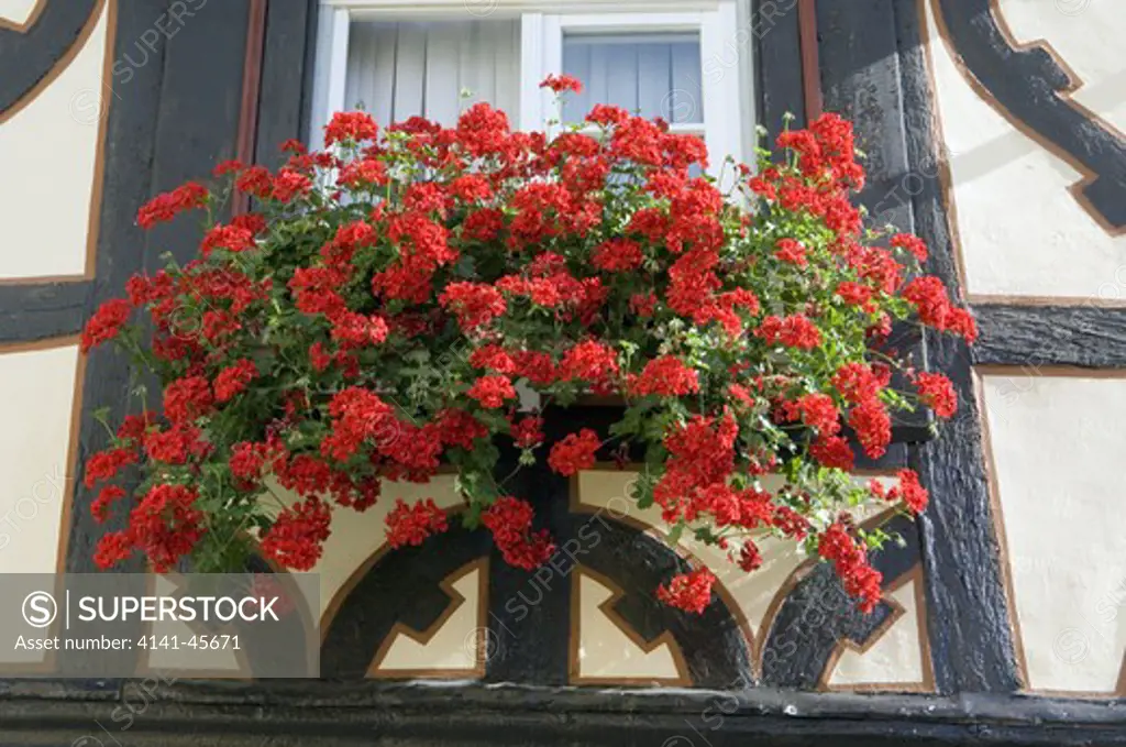 ivy-leaved pelargoniums or geraniums balcon strain in scarlet growing in window box at rudesheim, germany. date: 10.10.2008 ref: zb907_121953_0095 compulsory credit: photos horticultural/photoshot 