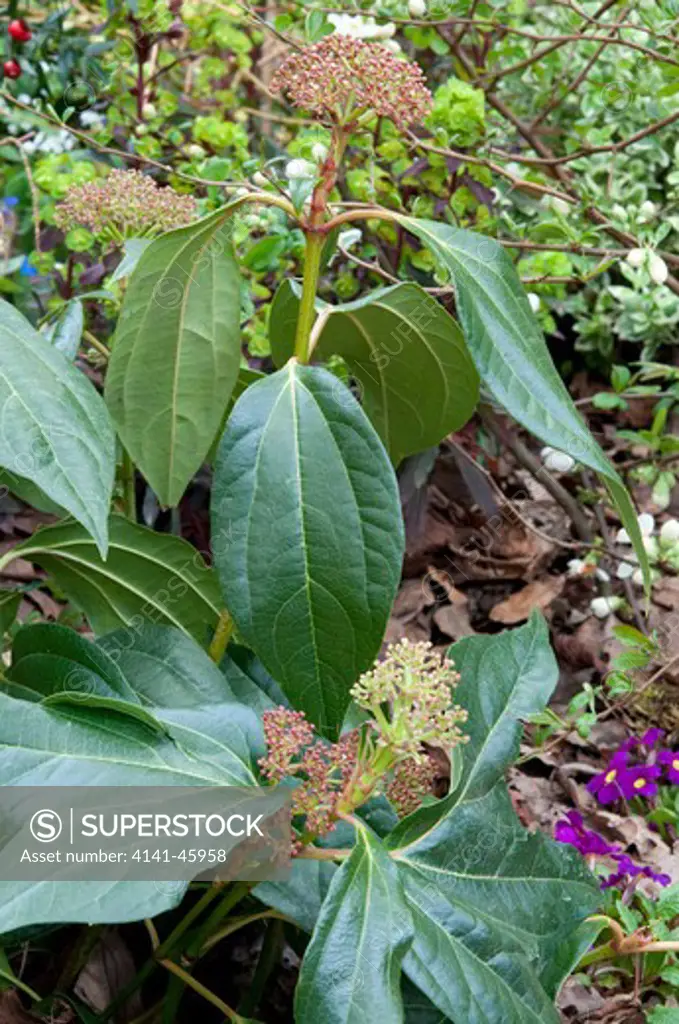 viburnum cinnamomifolium.