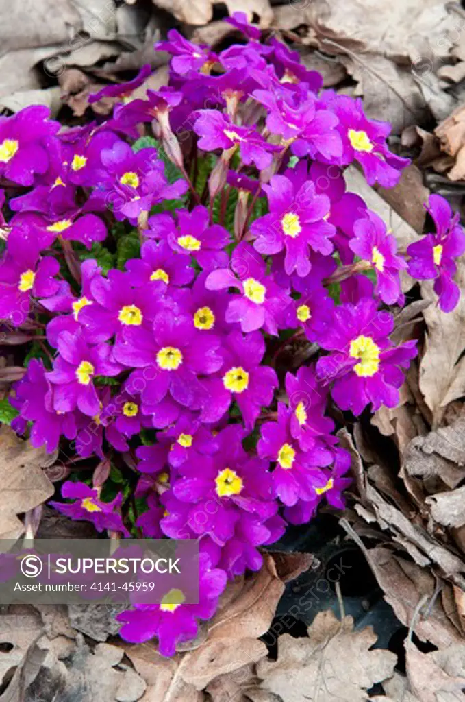 primula wanda group.