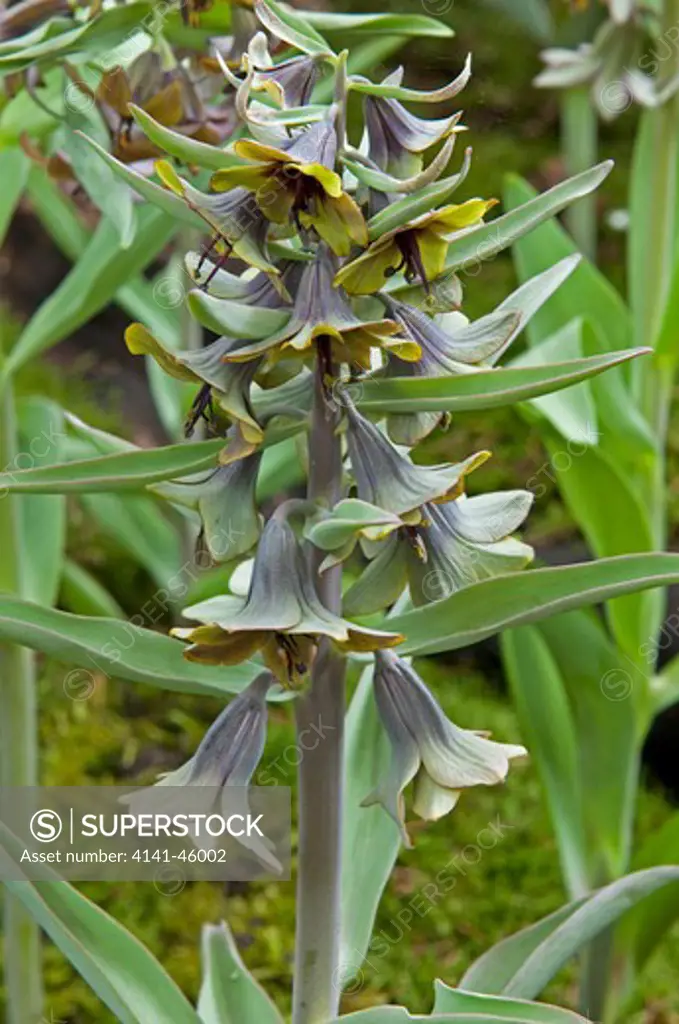 fritillaria sewerzowii