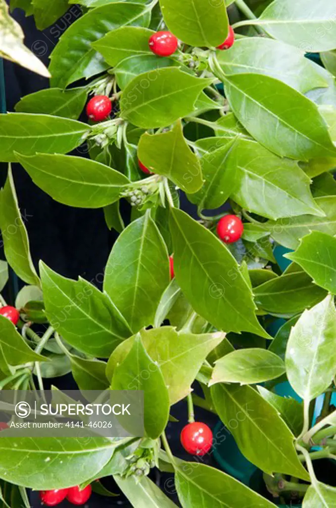 aucuba japonica 'nana rotundifolia'. evergreen shrub, aucubaceae. 