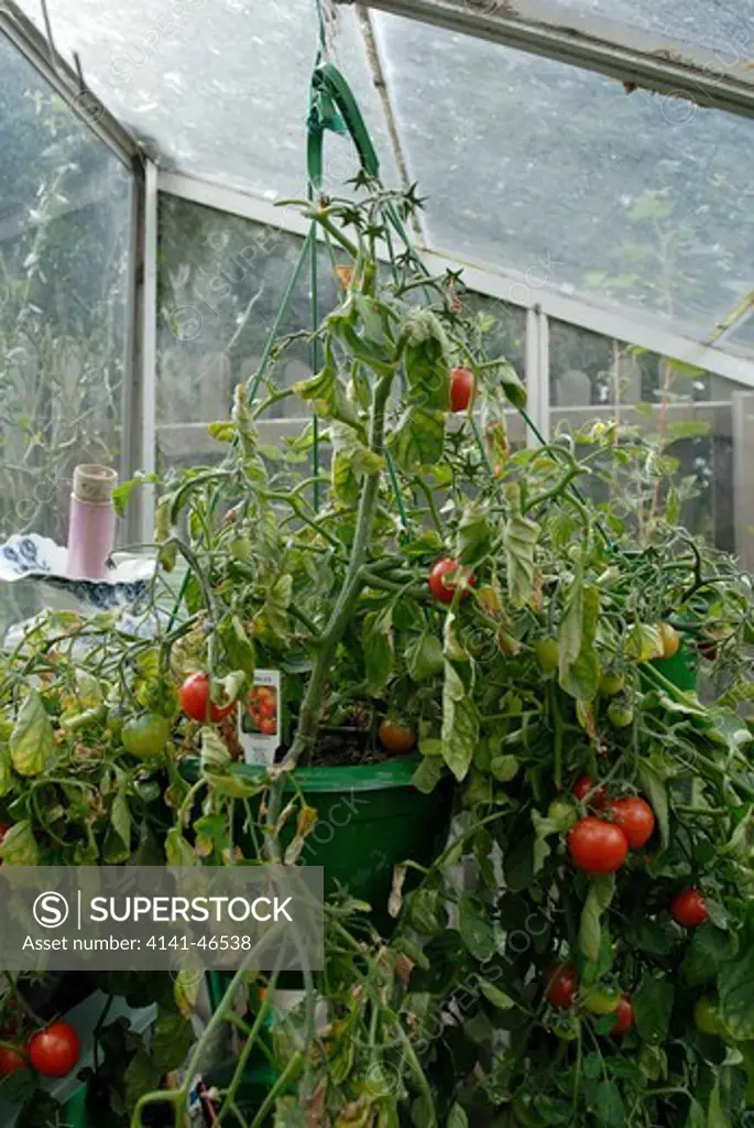 greenhouse with tumbler tomato plant in hanging basket. date: 31.07.2008 ref: zb910_117459_0068 compulsory credit: david potter/photos horticultural/photoshot 