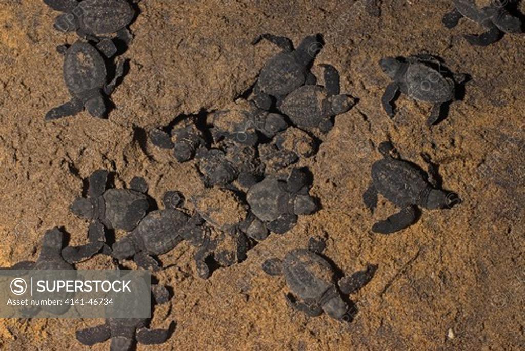 olive ridley sea turtles (lepidochelis olivacea) hatchlings on their ...