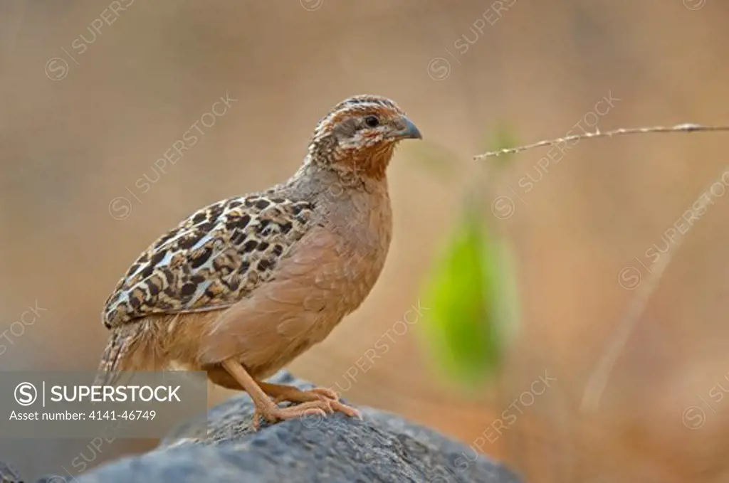 jungle bush quail in ranthambhore national park rajasthan india