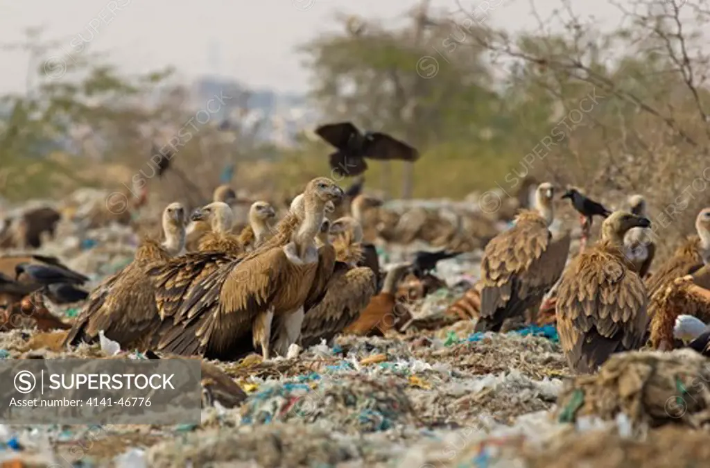 eurasian griffon vultures, scavenging at rubbish dump, bikaner rajasthan india 