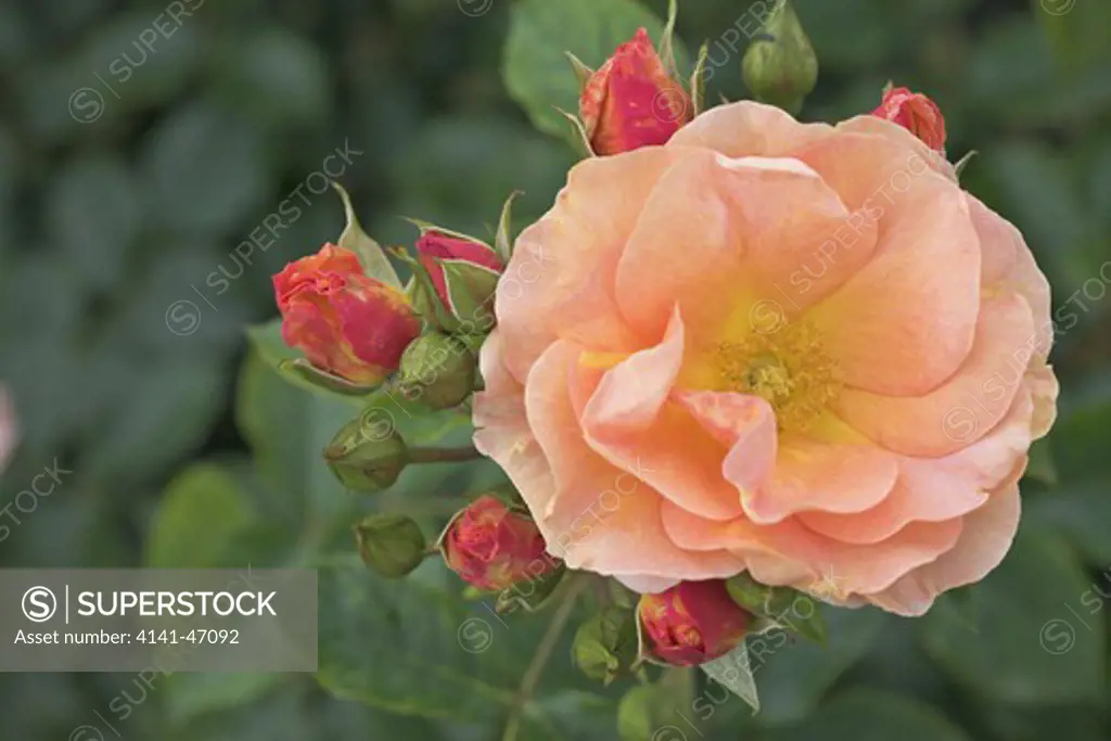 rosa absent friends also known as dicemblem a floribunda rose from pocock's roses with plant breeder's rights. date: 22.10.2008 ref: zb946_122663_0012 compulsory credit: photos horticultural/photoshot 