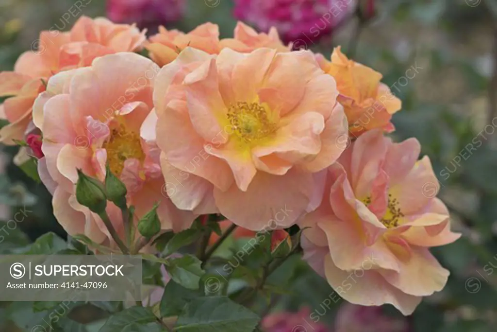 rosa absent friends also known as dicemblem a floribunda rose from pocock's roses with plant breeder's rights. date: 22.10.2008 ref: zb946_122663_0016 compulsory credit: photos horticultural/photoshot 