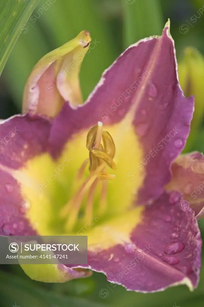 hemerocallis nile crane a summer flowering daylily, hardy's cottage garden plants. date: 22.10.2008 ref: zb946_122663_0161 compulsory credit: photos horticultural/photoshot 