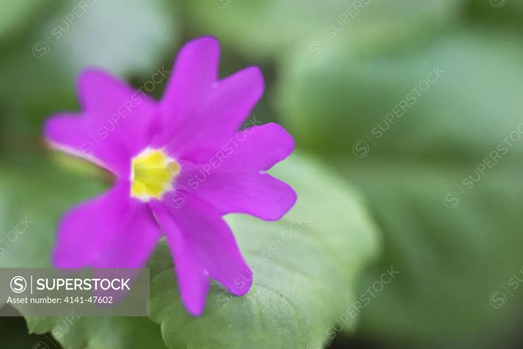 primula 'barbara midwinter' date: 22.10.2008 ref: zb946_122663_0522 compulsory credit: photos horticultural/photoshot 