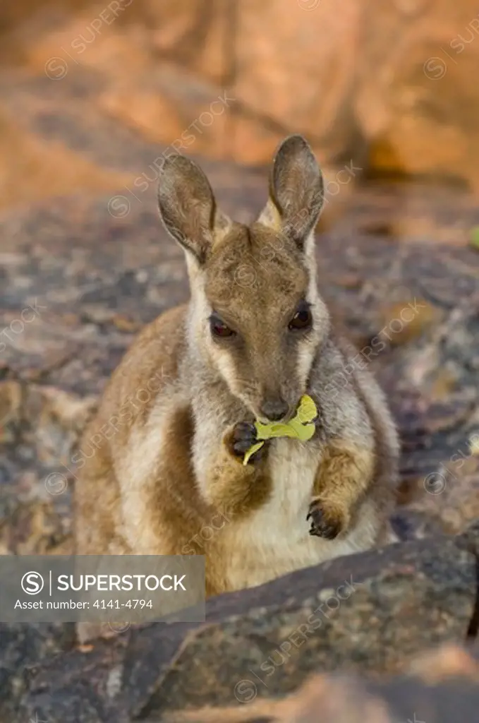 black-flanked rock wallaby eating leaf, petrogale lateralis; ormiston gorge, australia