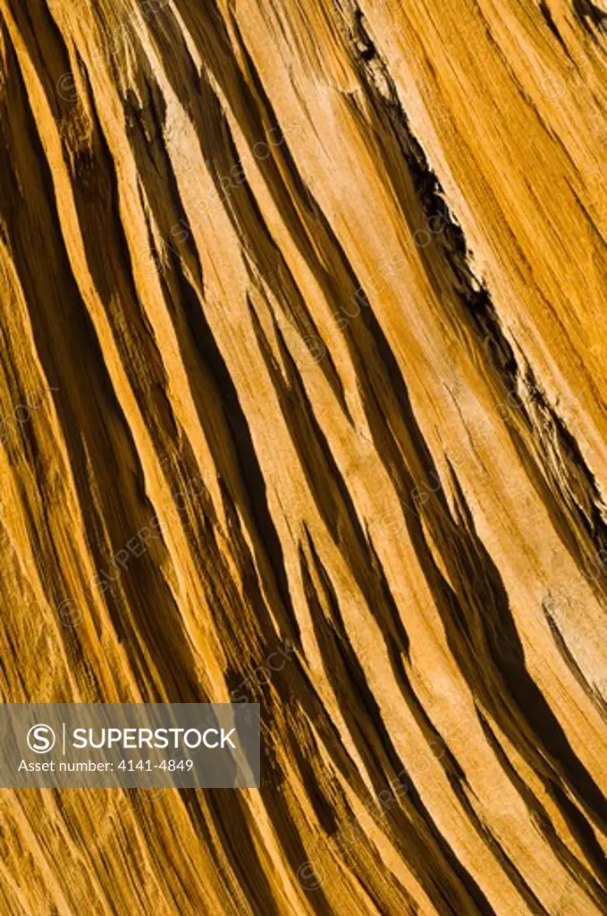 bristlecone pine (detail); pinus longaeva; in the white mountains of california