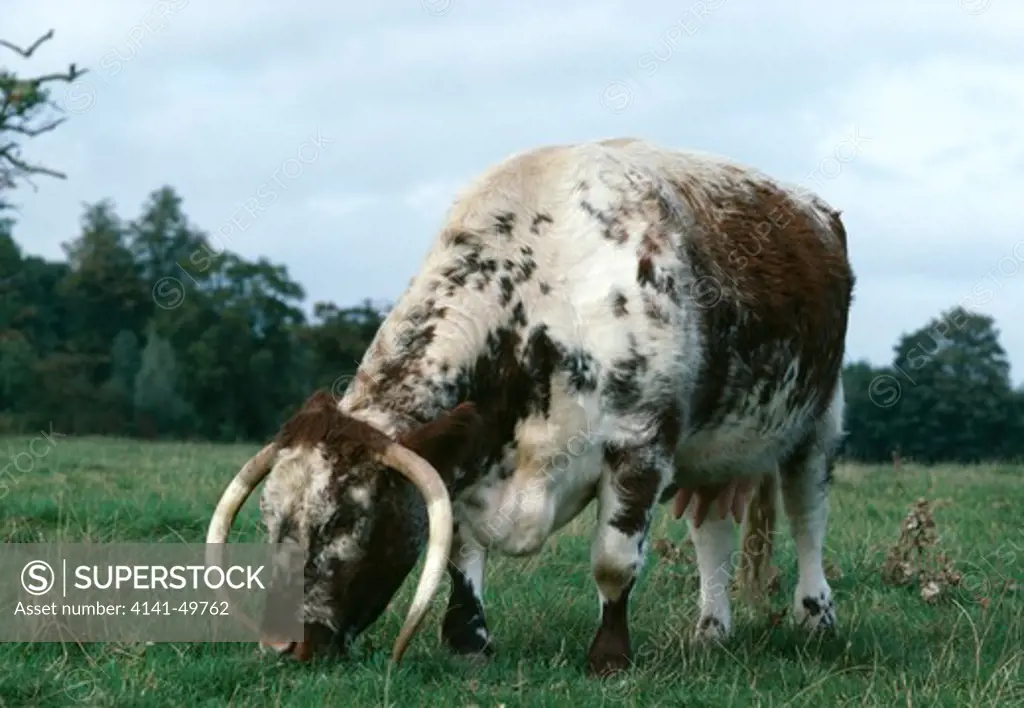 long-horn cow, ancient breed 