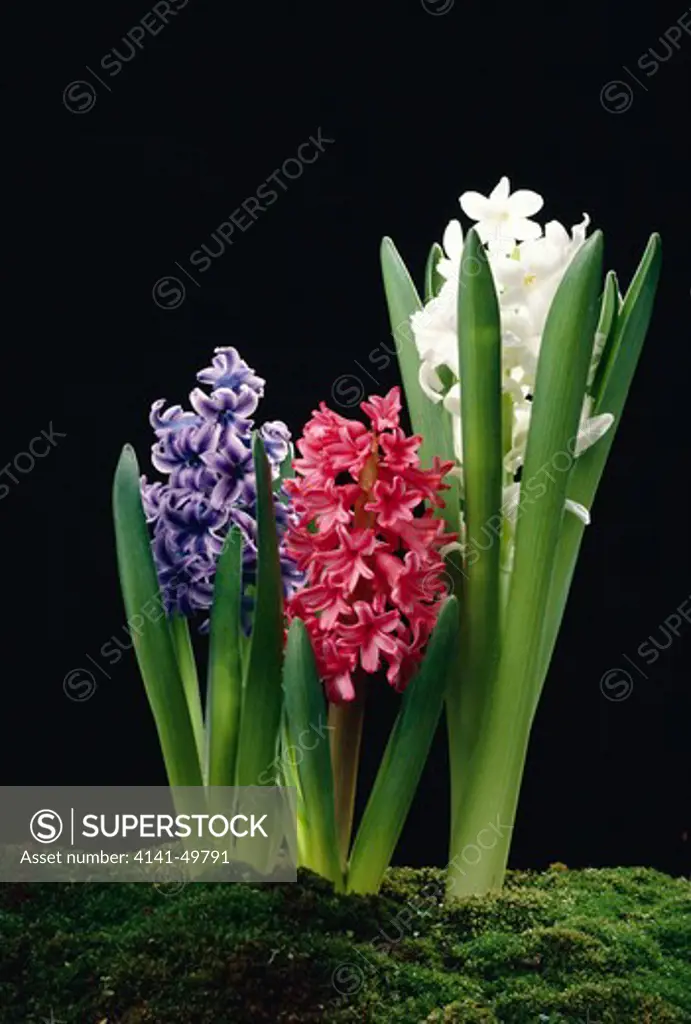 hyacinth growth, shown by time lapse photography, picture sequence no.3 (of 3) 