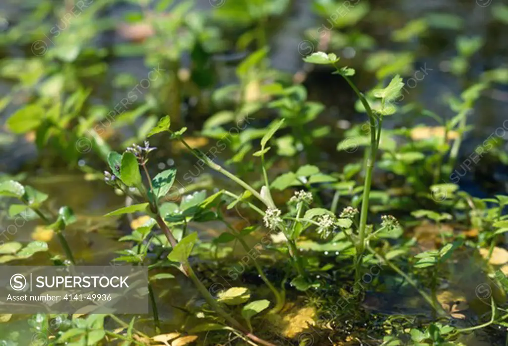 brooklime & creeping marswort, veronica beccabunga & apium repens, in pond. england. 