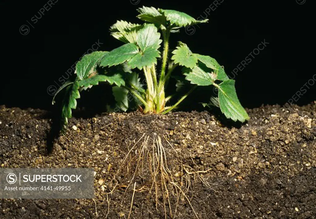 strawberry plant, with soil section showing root system, oxfordshire, south midlands, england 