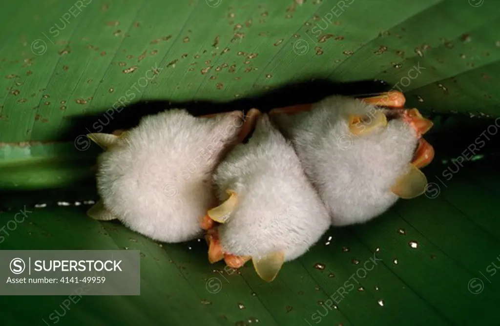 white tent bats, ectophylla alba, roosting in tent made from leaf of heliconia tortuosa. costa rica, central america. 